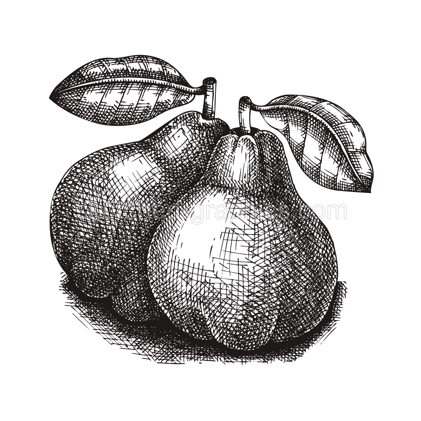 Pear vector illustration. Hand-drawn food drawing. Fruit sketch. Garden plant for recipe, menu, label, packaging, Vintage two  ripe fruit of pear with shadow in a sketched style Illustration
